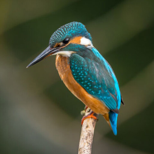 kingfisher in the Sierra de las Nievess